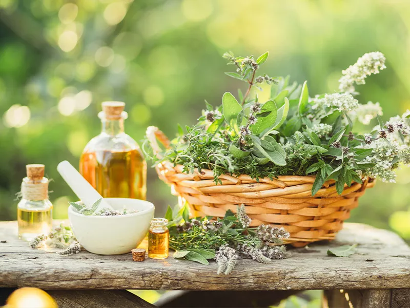 義大利百里香萃取